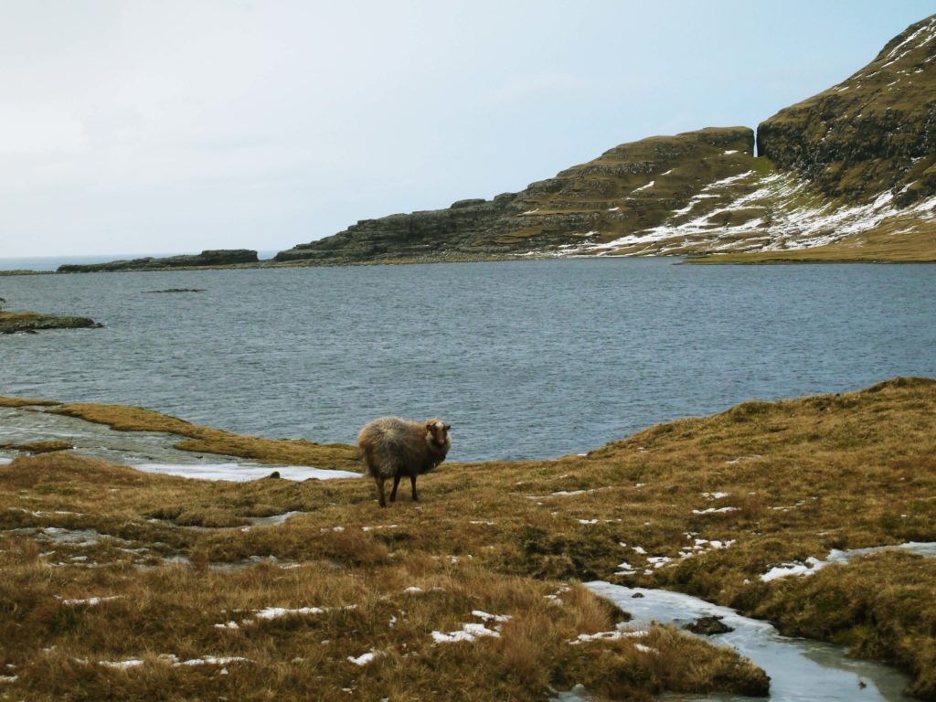 Mouton Lac Leitisvatn