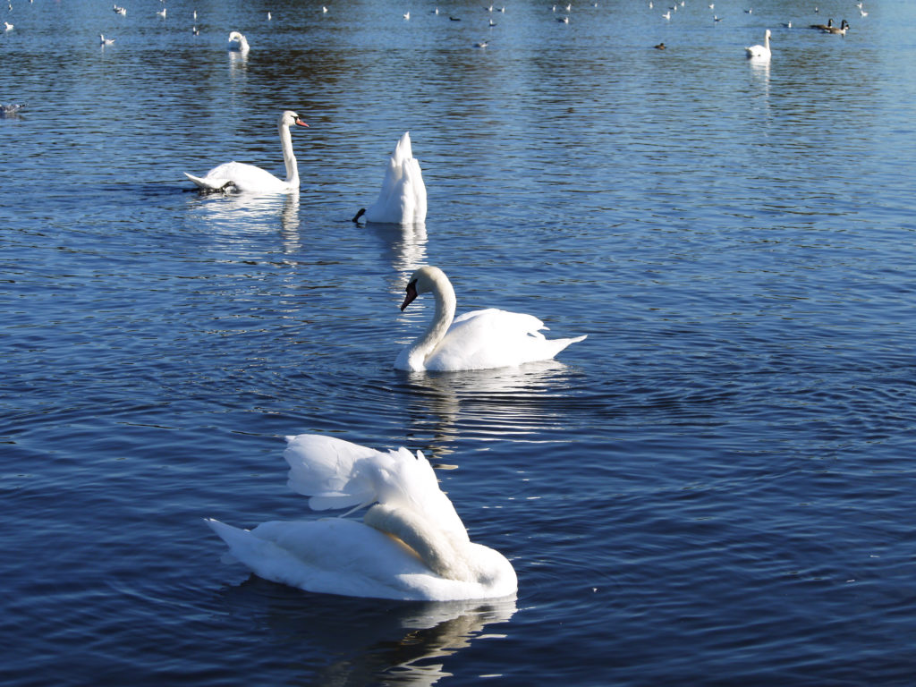 Round Pond Kensington Londres