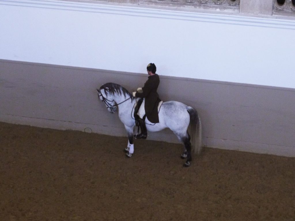 lipizzan ecole d'equitation vienne