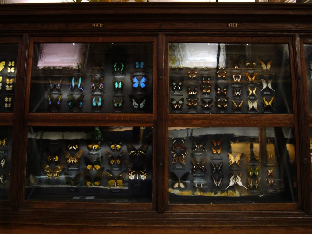 Museum d'Histoire naturelle vienne insectes