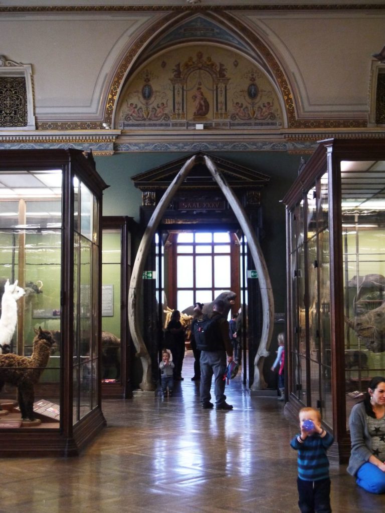 Museum d'Histoire naturelle vienne mammifere