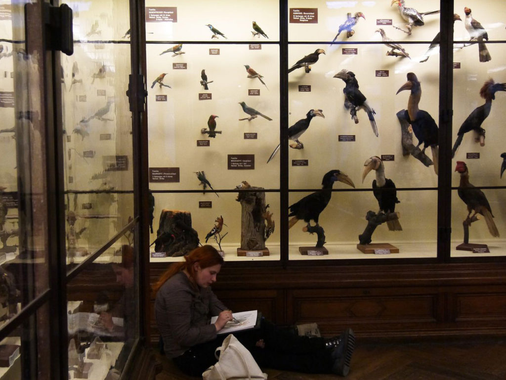 Museum d'Histoire naturelle vienne oiseaux