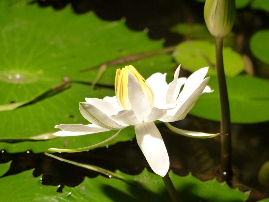 Schonbrunn-serre-palmiers-nénuphar