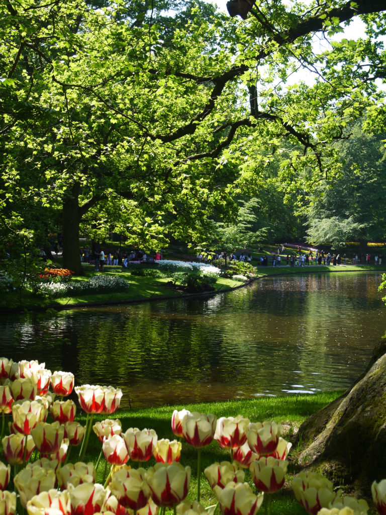 Keukenhof jardin eau