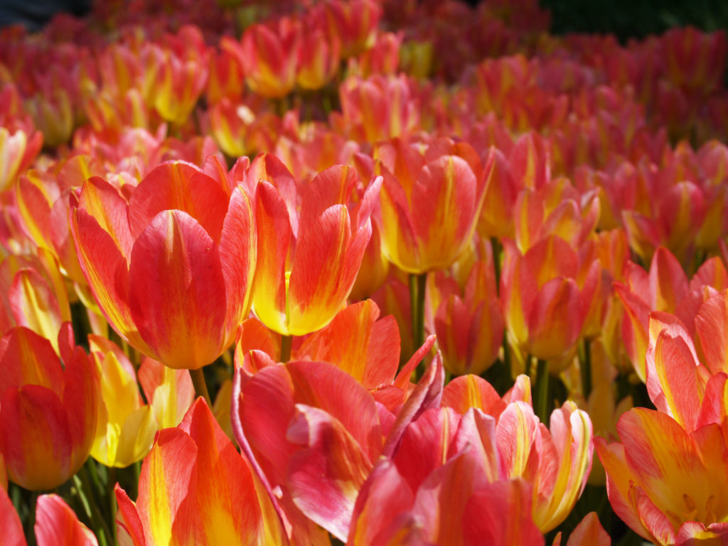 Keukenhof tulipe