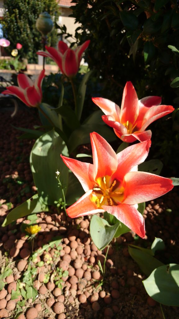 tulipe-eclosion-2019-1