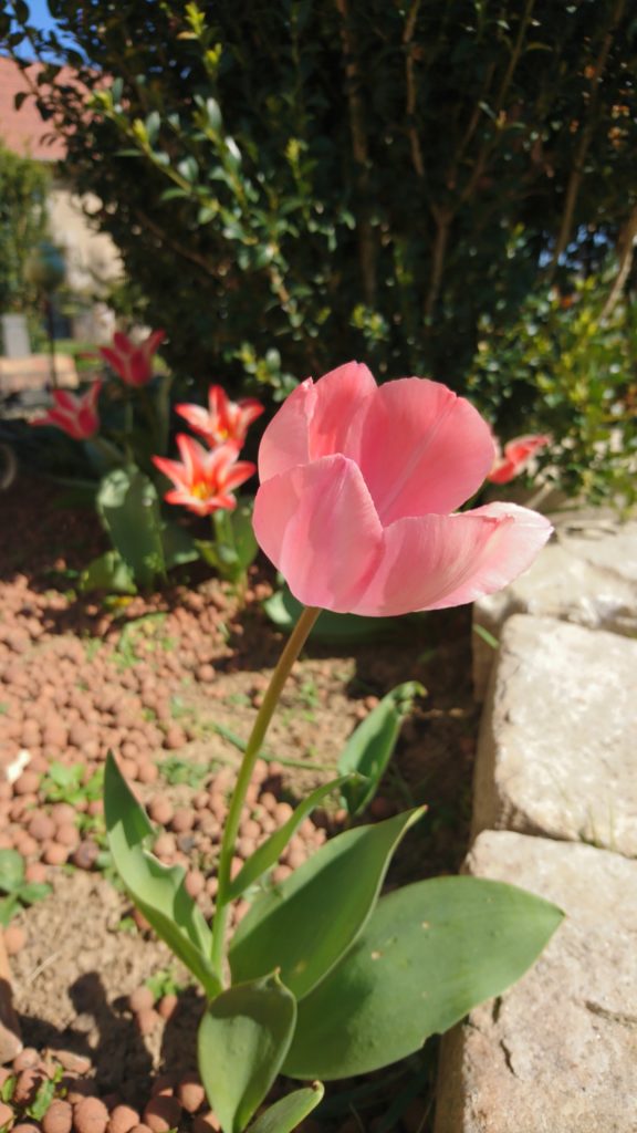 tulipe-eclosion-2019-2