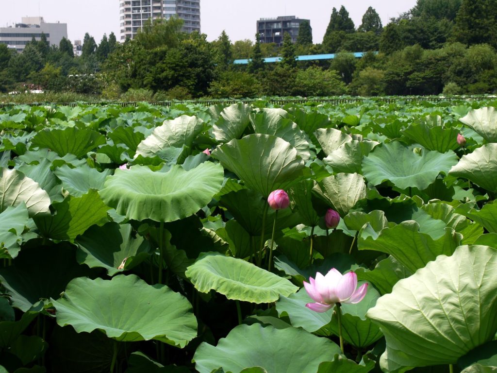 etang-shinobazu