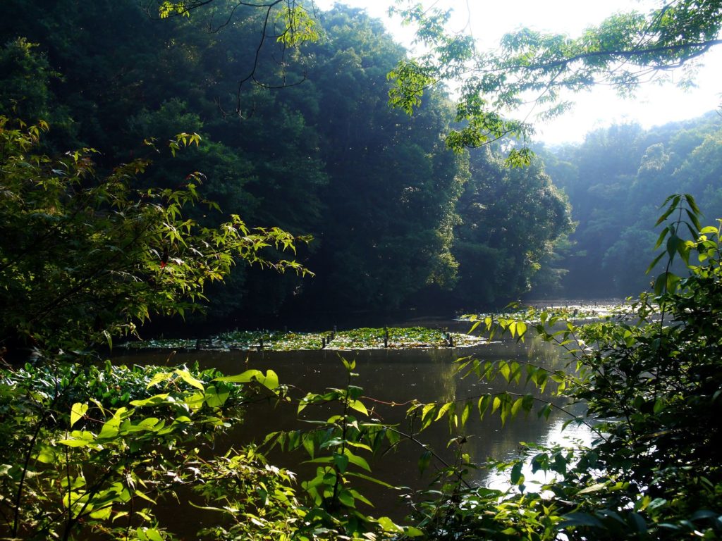 Lac Gyoen Yoyogi