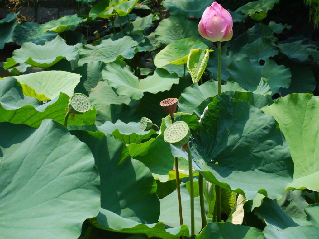 Lotus Shinobazu tokyo