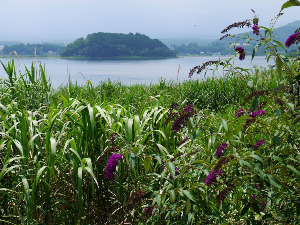 Fleurs Kawaguchi