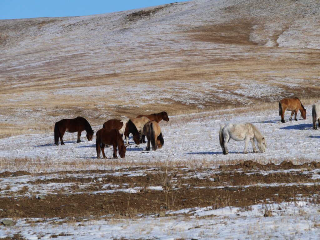 chevaux-mongolie