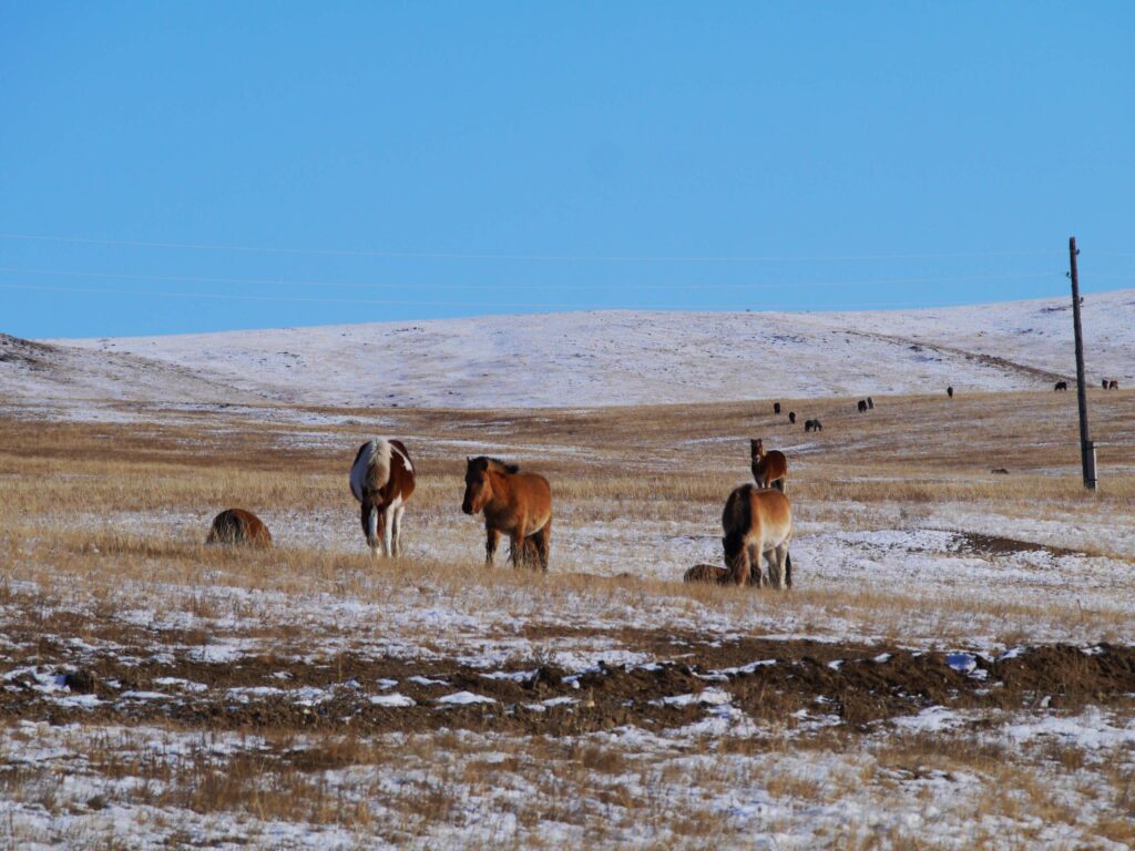 equitation-mongolie