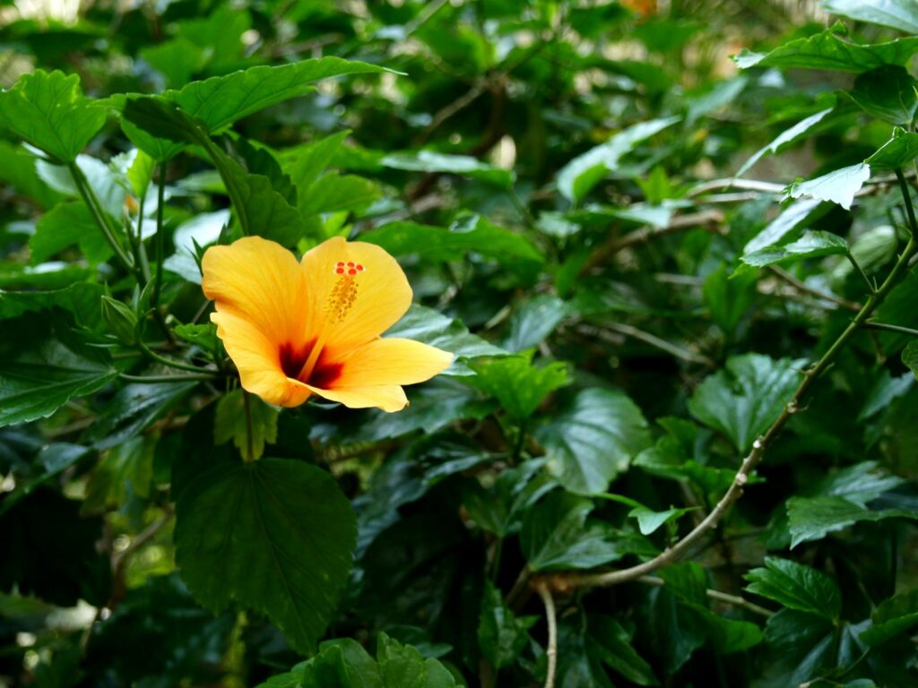 hibiscus-carlsberg-glyptotek-copenhague