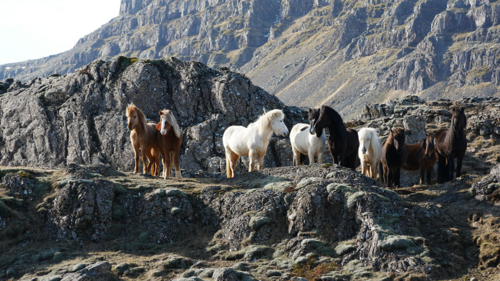 chevaux-islandais