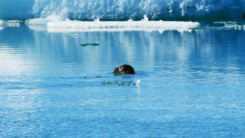 phoque-Jokulsarlon