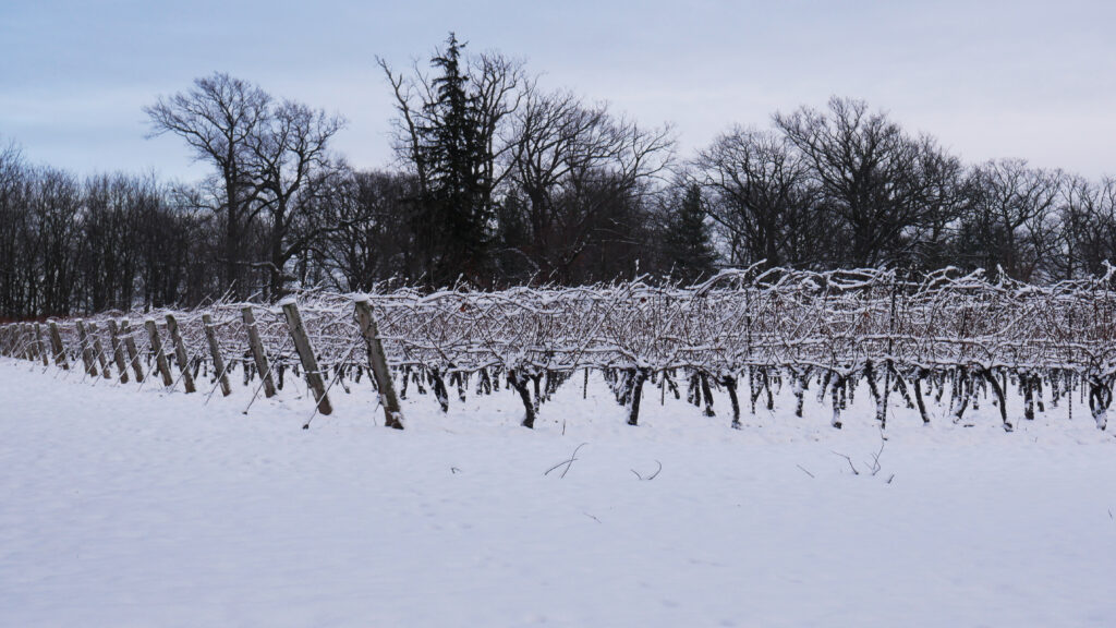 vignes-niagara-ontario