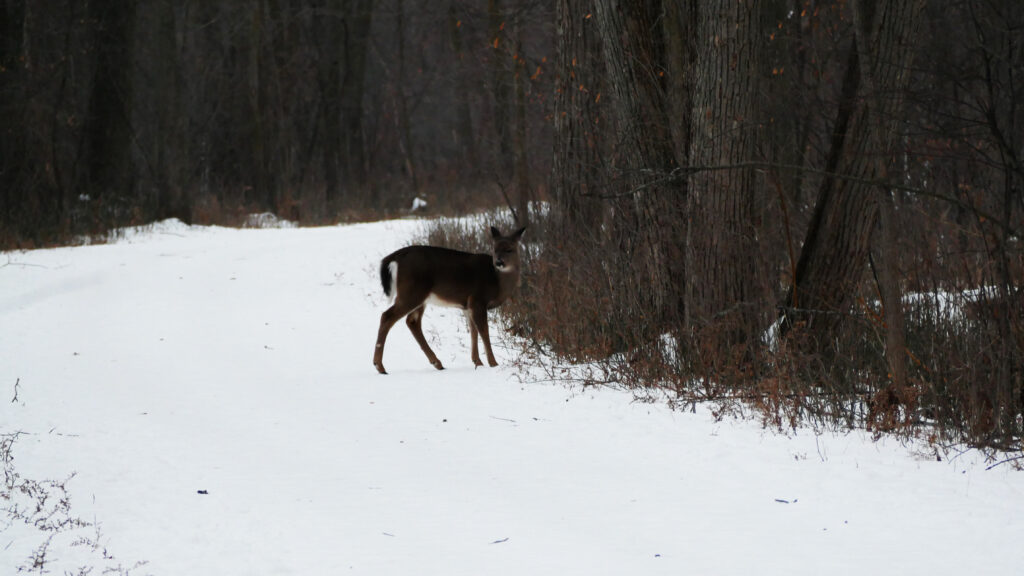 lac-leamy-cerf-virginie