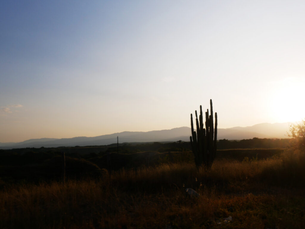 cactus-colombie