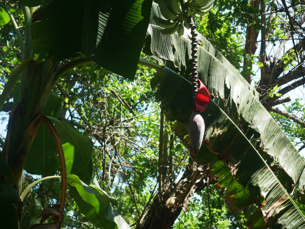 fleur-bananier-colombie