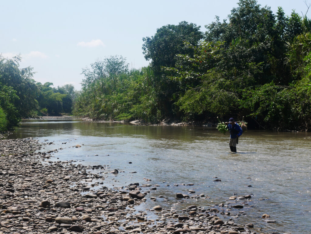 rio-magdalena-banane-colombie