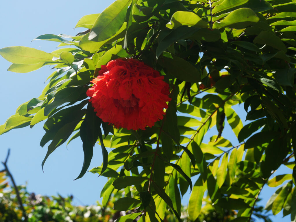 Rose-du-Venezuela-colombie