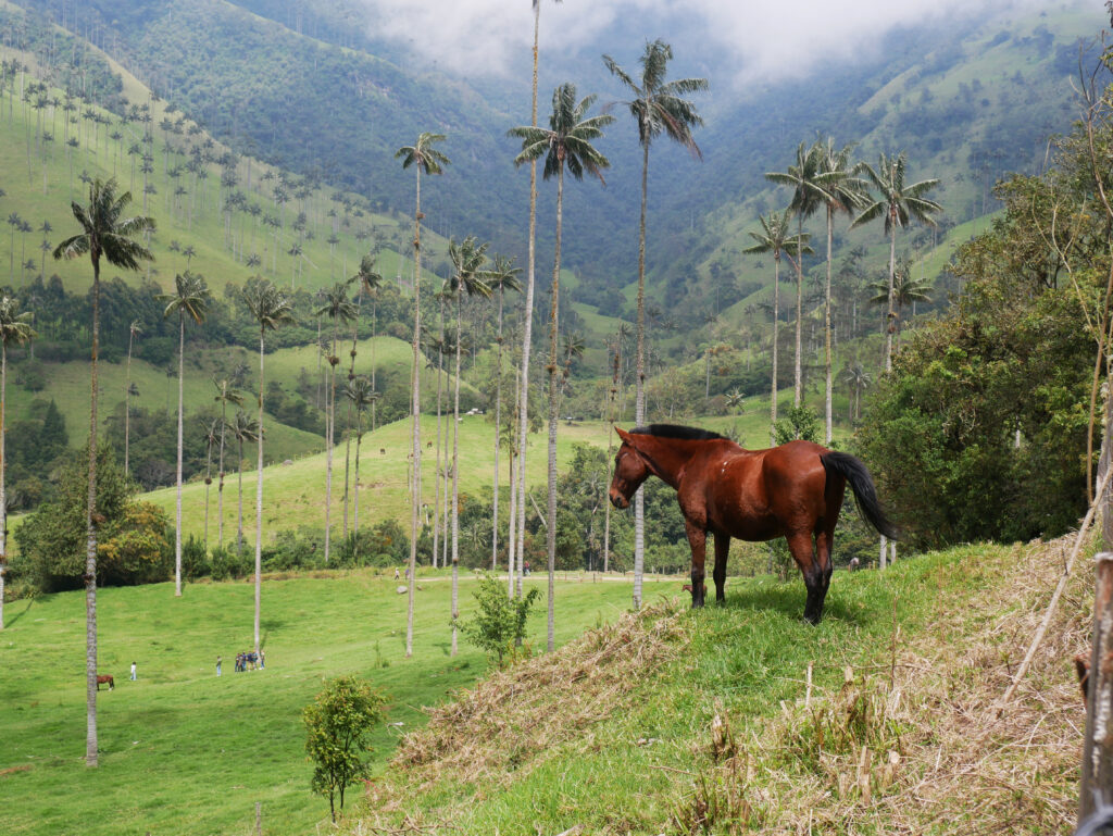 cocora-cheval