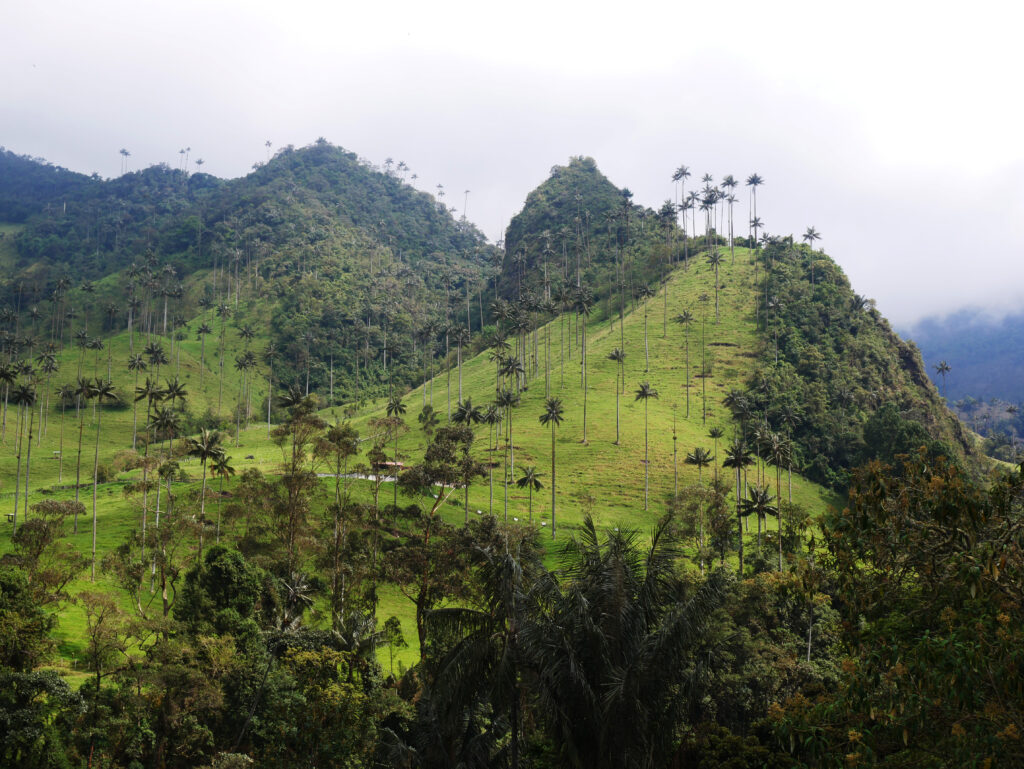 cocora-pente