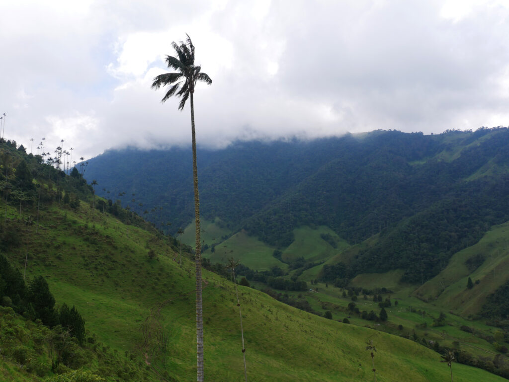 palmier-solo-cocora