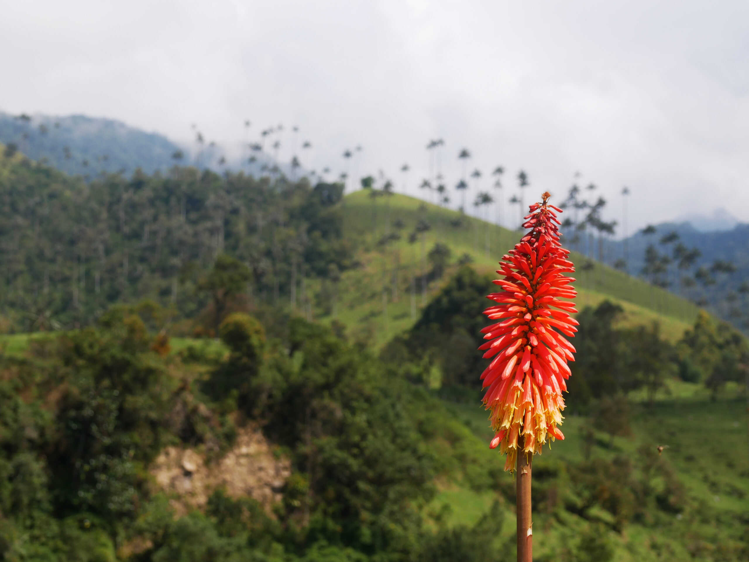 Tritome-cocora