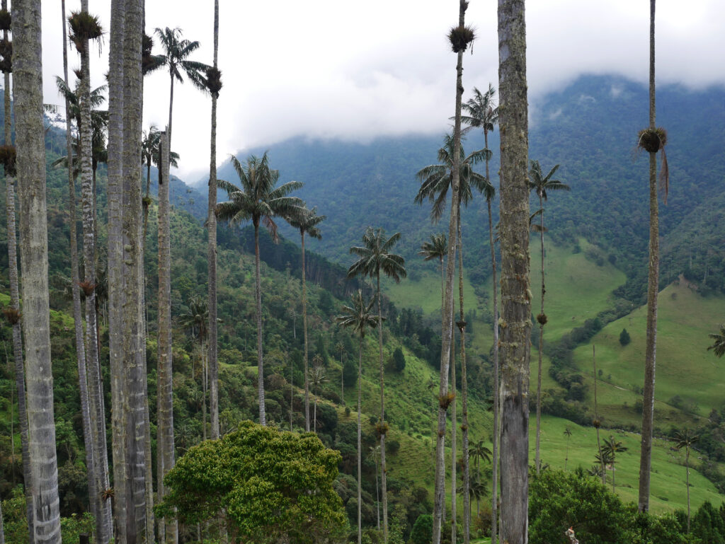 tronc-palmier-cocora