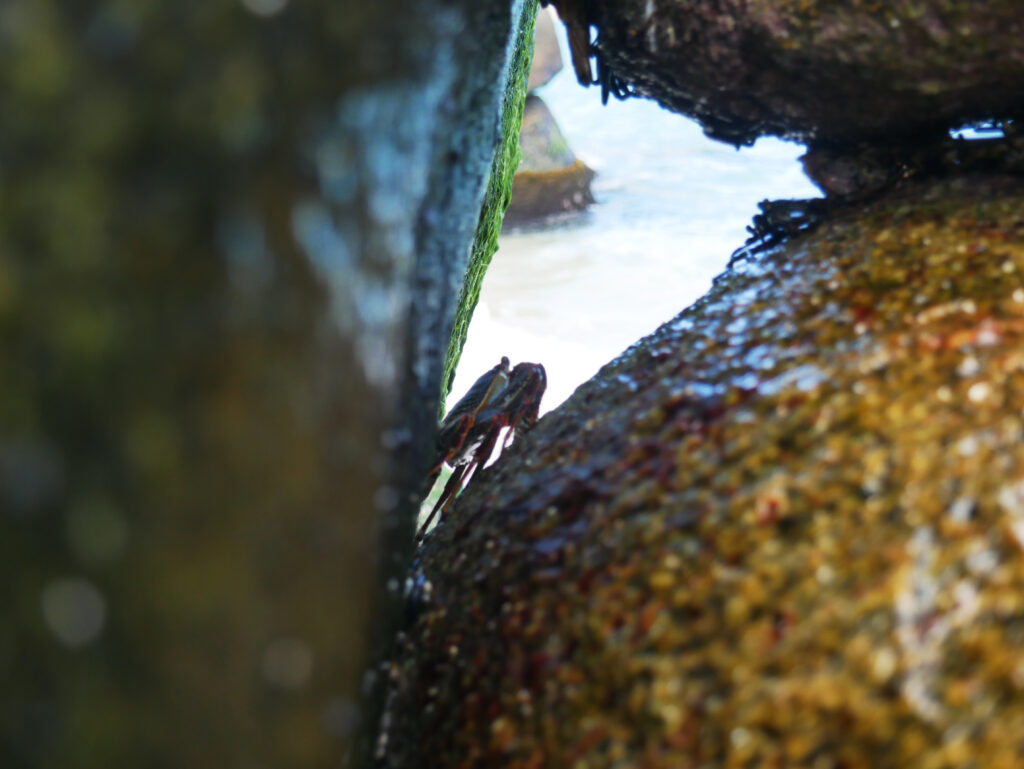 crabe-caraibes-PNN-Tayrona