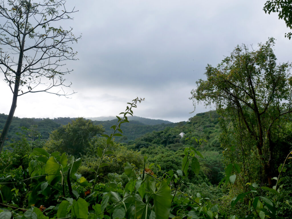 foret-PNN-tayrona