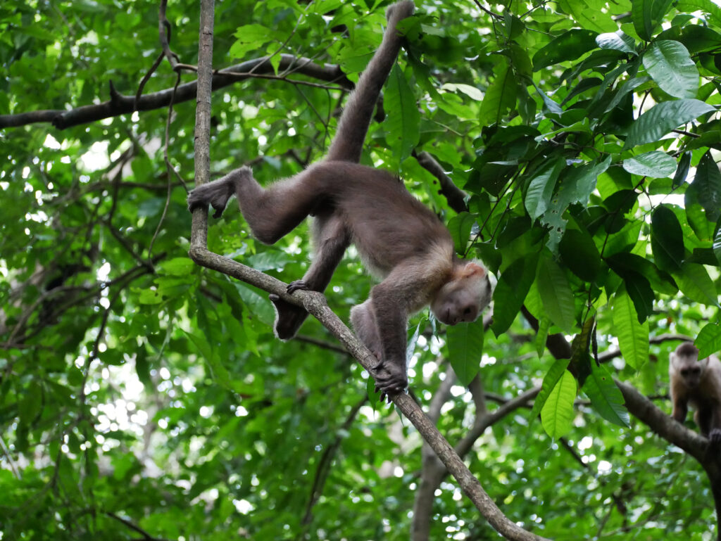 singe-capucin-PNN-Tayrona