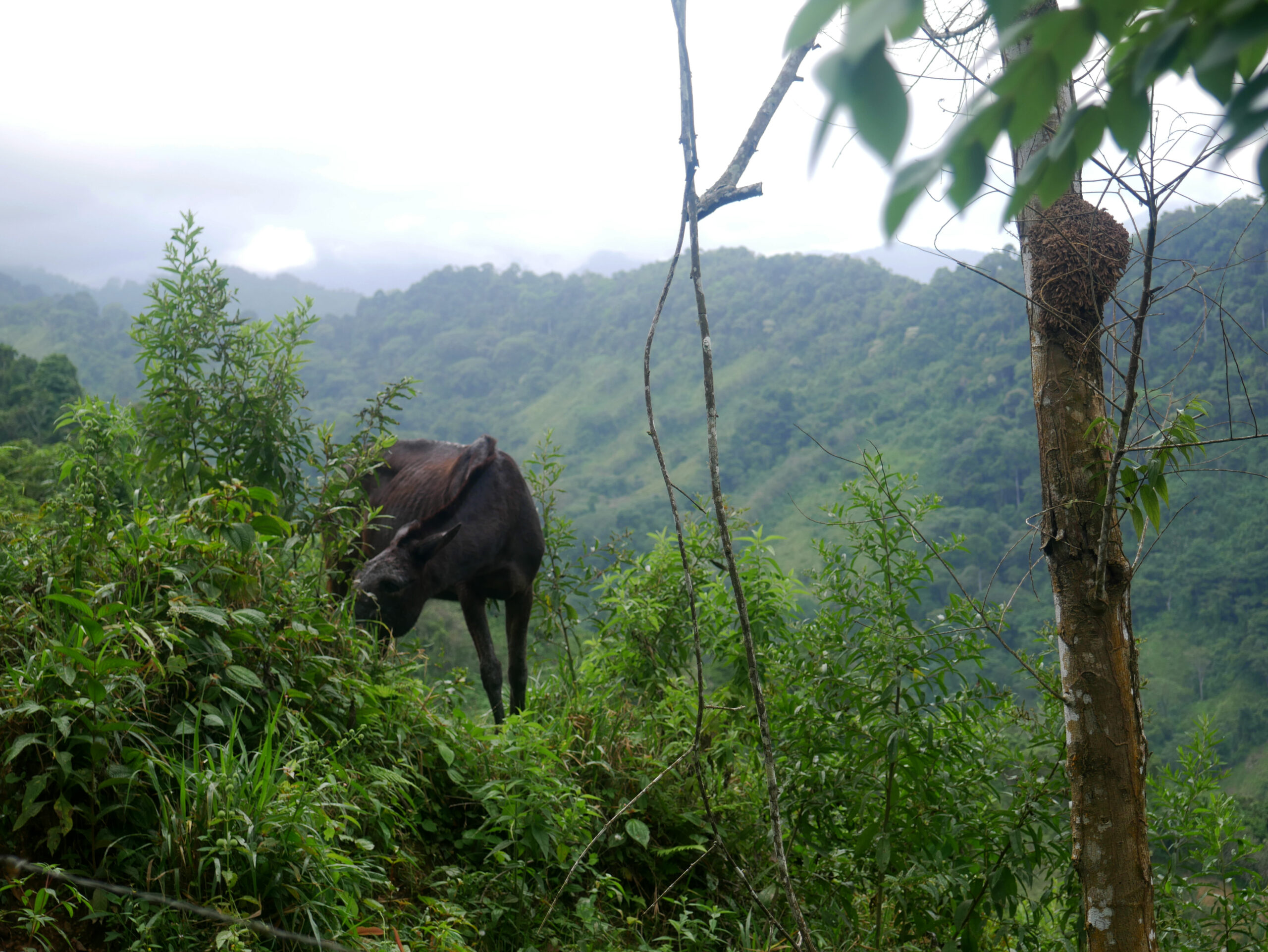 mule-trek-ciudad-perdida