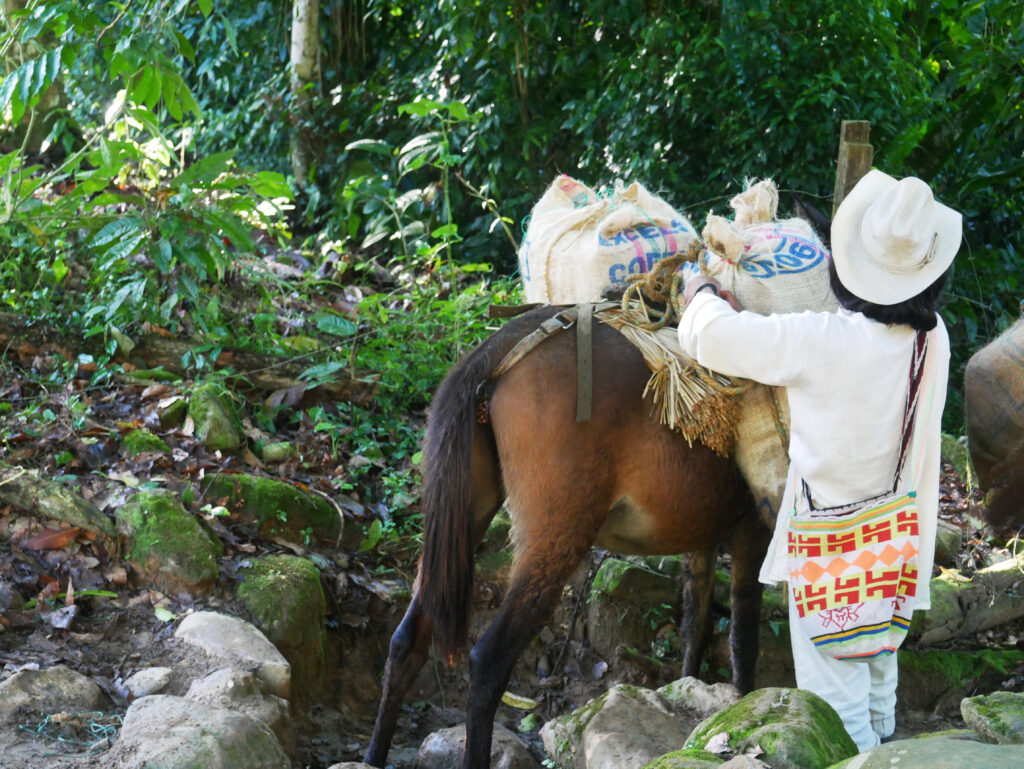 mule-kogi-ciudad-perdida