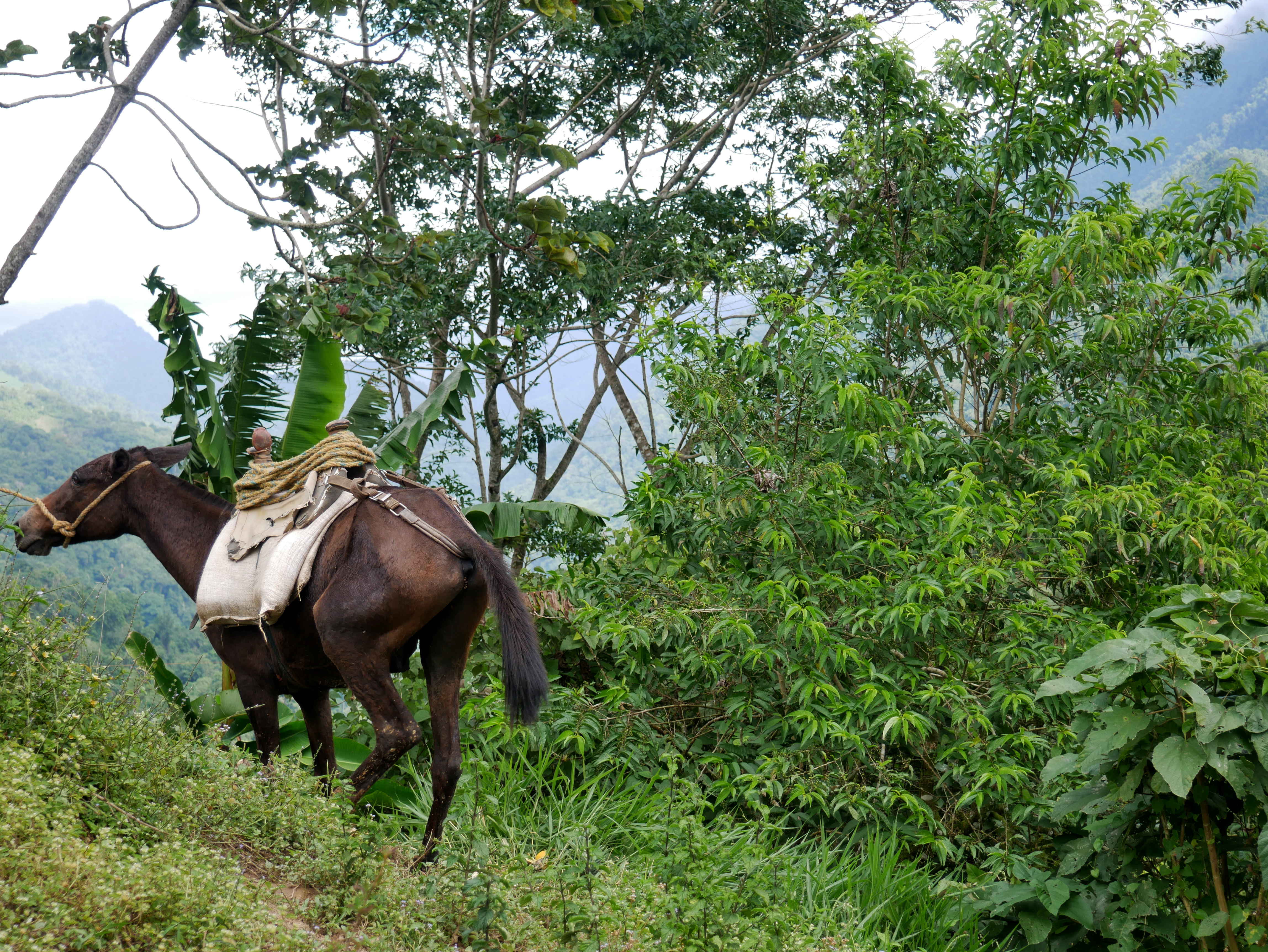 mule-rando-ciudad-perdida