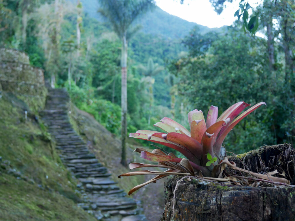 plante-trek-ciudad-perdida