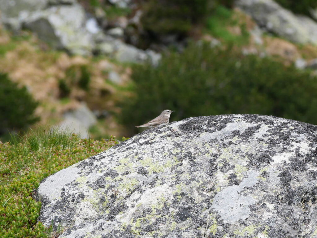 pipit-sponcielle-carpates