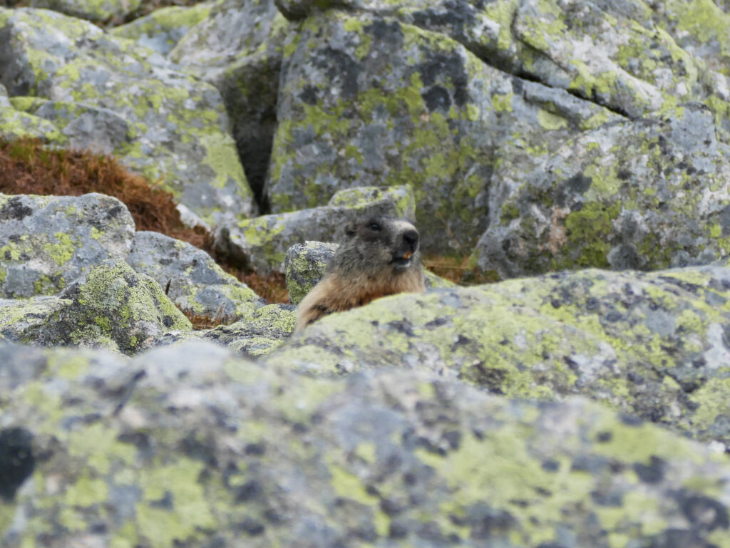 marmotte-carpates