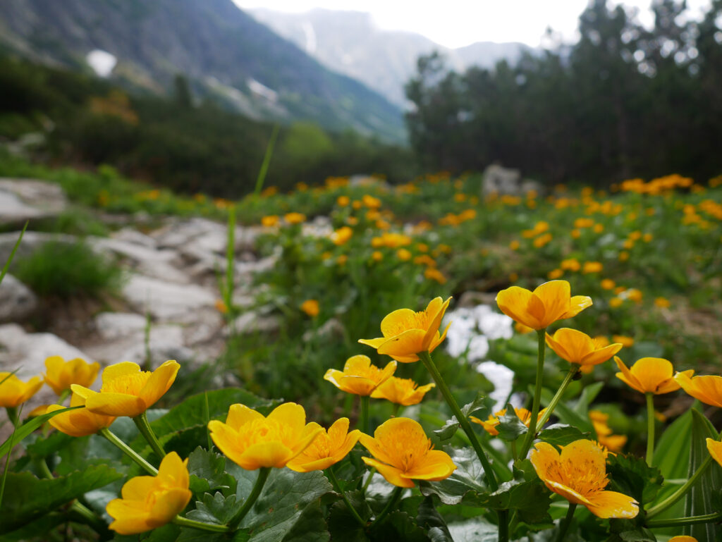 renoncule-des-montagnes-carpates