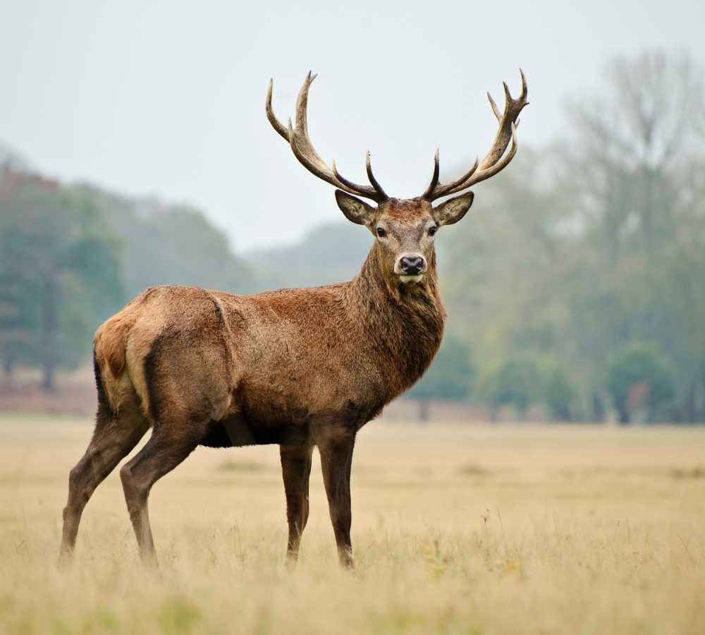 Red-deer