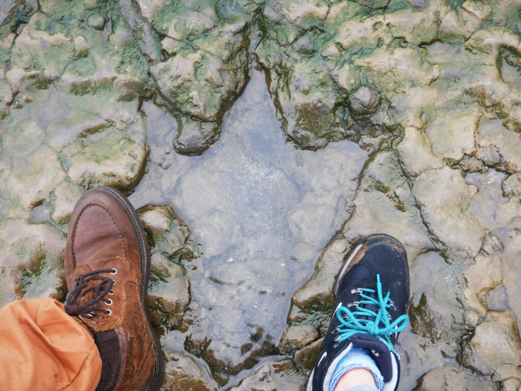 dinosaur-print-skye