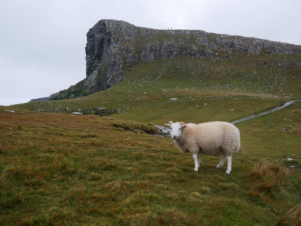 mouton-nest-point-skye