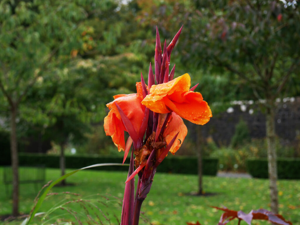 cannas-jardin-skye