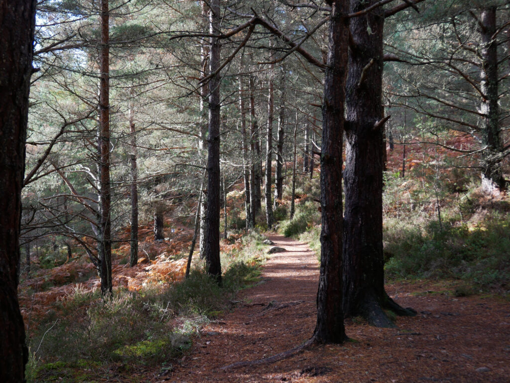 foret-domaine-balmoral